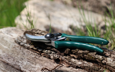 Jardin potager à Seugy